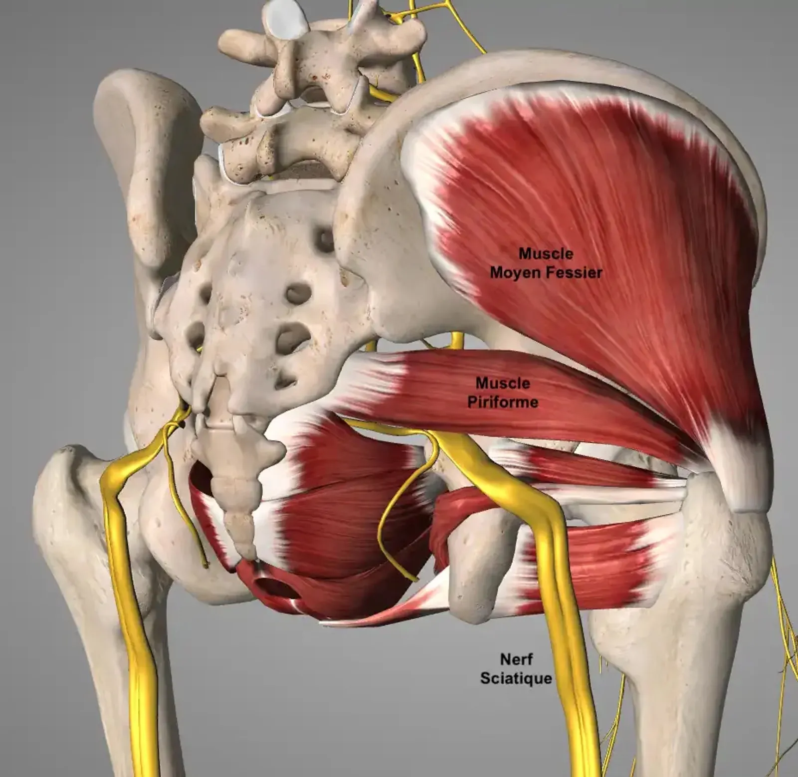 Anatomy of the pelvis and the deep gluteal region: piriformis muscle and path of the sciatic nerve