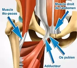 Muscles involved in pubalgia