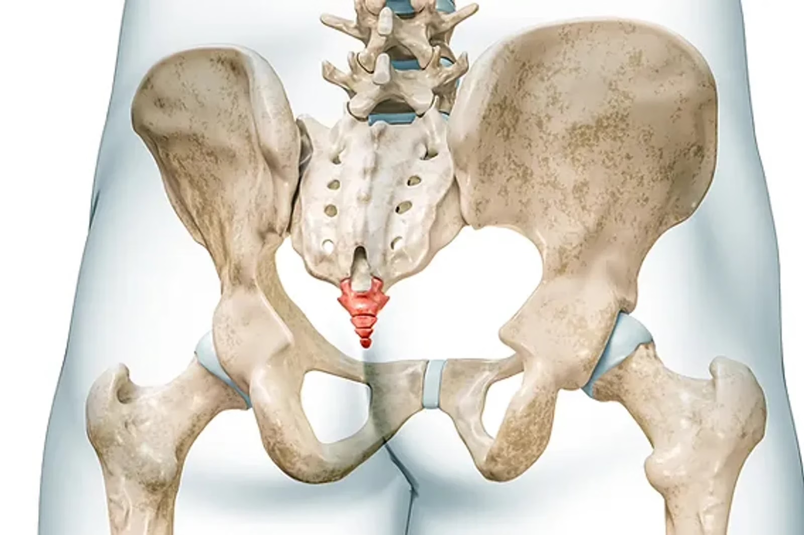 Anatomy of the coccyx by Charbel Kortbawi, osteopath in Beirut