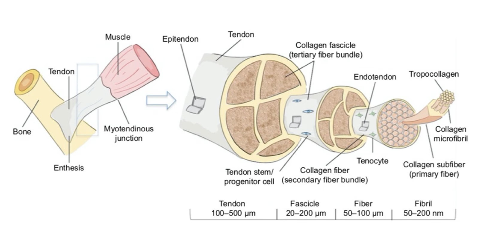 Pathophysiology and treatment of tendinopathy