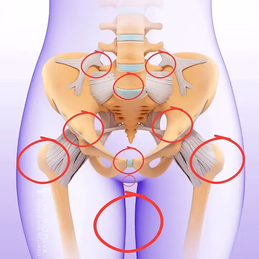 Pelvic pressure zones in pregnant women - osteopath Beirut